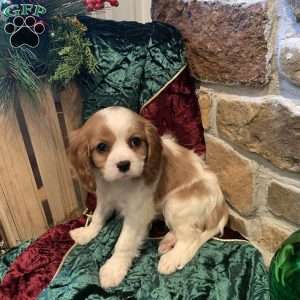 Benny, Cavalier King Charles Spaniel Puppy