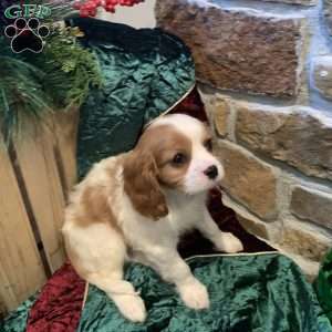 Benny, Cavalier King Charles Spaniel Puppy