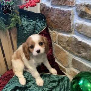 Benny, Cavalier King Charles Spaniel Puppy