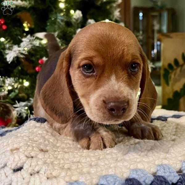 Blake, Beagle Puppy