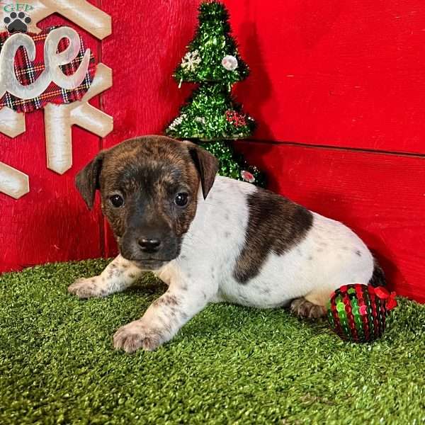 Cookie, Jack Russell Terrier Puppy