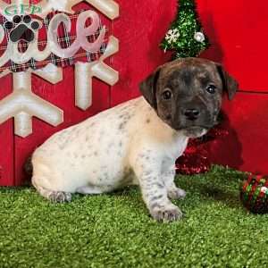 Cookie, Jack Russell Terrier Puppy