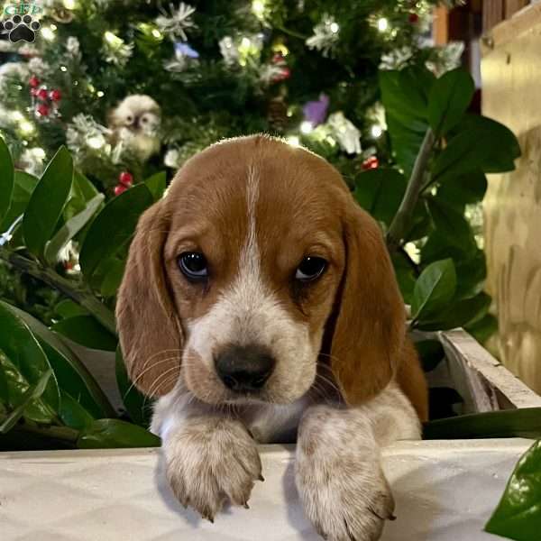 Bailey, Beagle Puppy