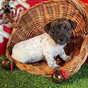 Cookie, Jack Russell Terrier Puppy