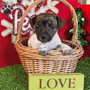 Cookie, Jack Russell Terrier Puppy