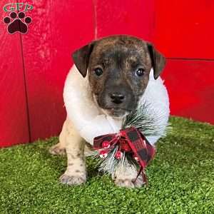 Cookie, Jack Russell Terrier Puppy