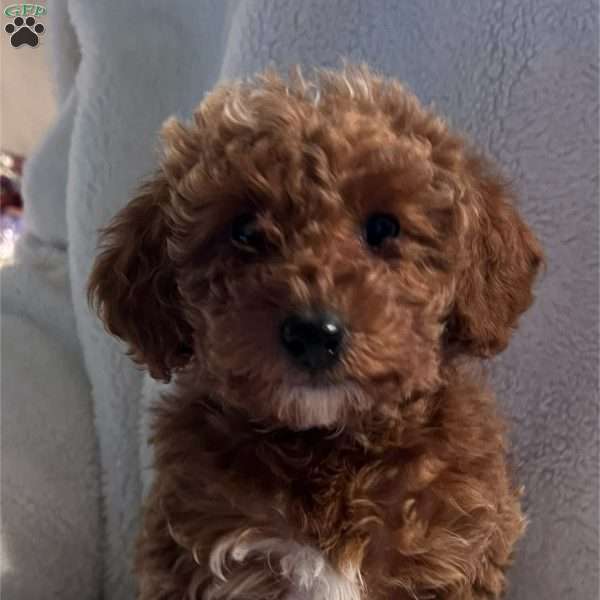 Dasher, Mini Goldendoodle Puppy