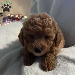 Blitzen, Mini Goldendoodle Puppy