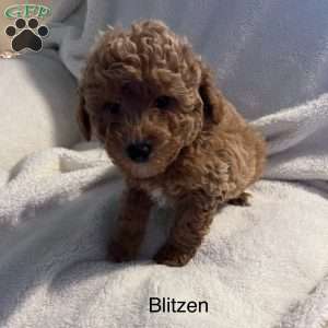 Blitzen, Mini Goldendoodle Puppy