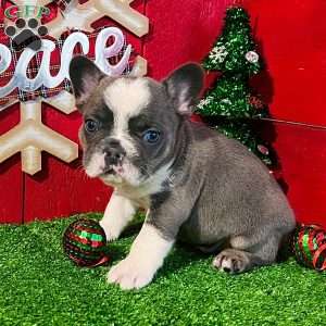 Diego, French Bulldog Puppy