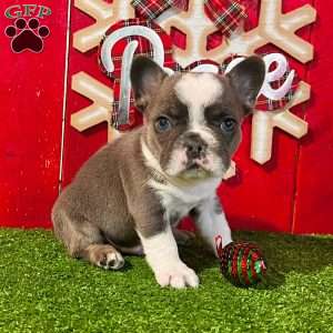 Diego, French Bulldog Puppy