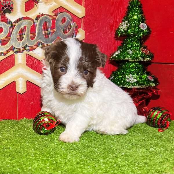 Dawn, Havanese Puppy