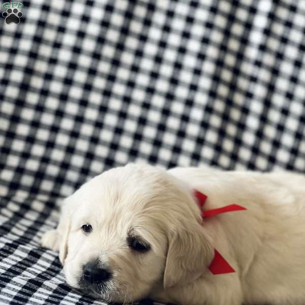 Daisy, English Cream Golden Retriever Puppy