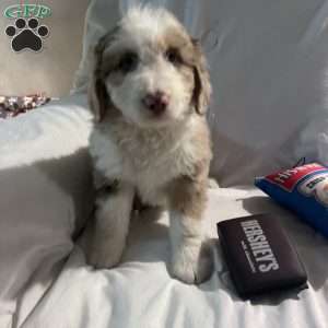 Willow, Aussiedoodle Puppy