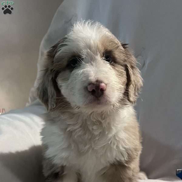 Willow, Aussiedoodle Puppy