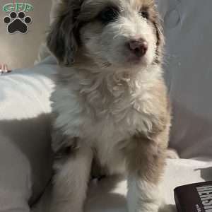 Willow, Aussiedoodle Puppy