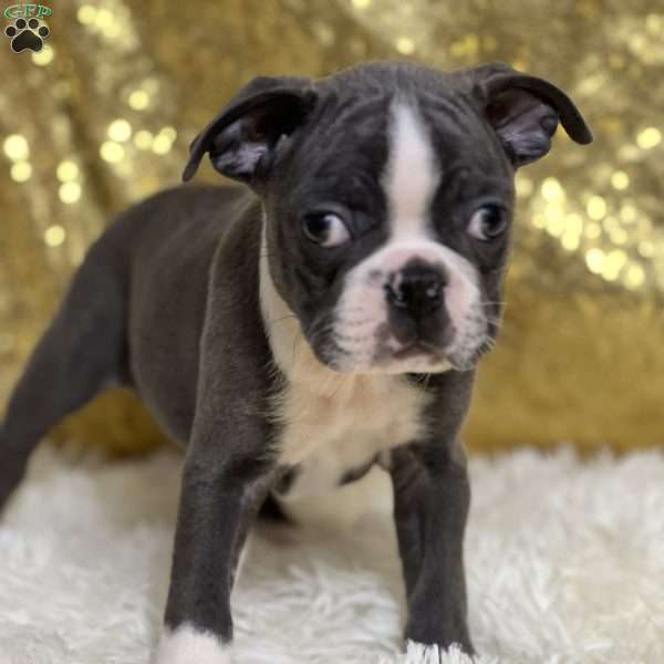 Sadie, Boston Terrier Puppy