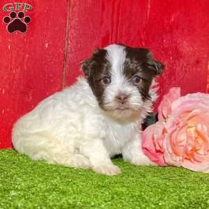 Dawn, Havanese Puppy