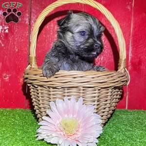 Debbie, Havanese Puppy