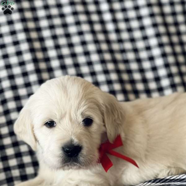 Snowball, English Cream Golden Retriever Puppy