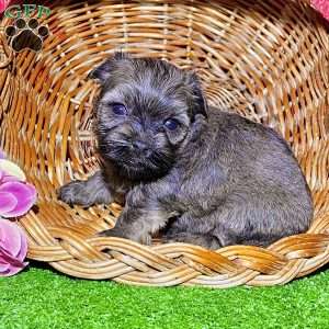 Debbie, Havanese Puppy