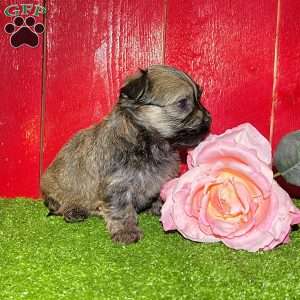 Debbie, Havanese Puppy