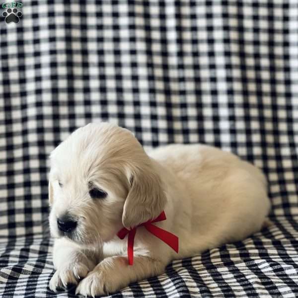 Chloe, English Cream Golden Retriever Puppy