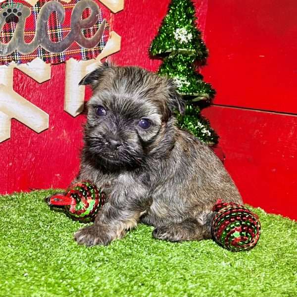 Debbie, Havanese Puppy