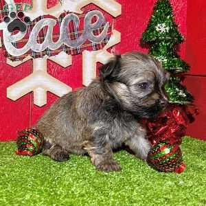 Debbie, Havanese Puppy