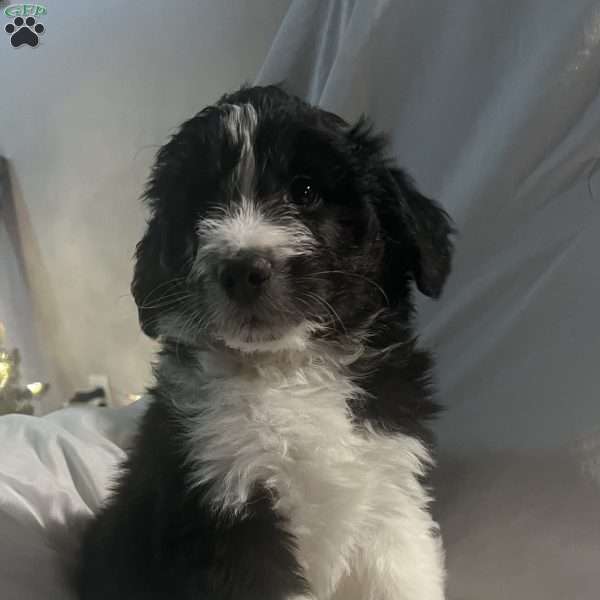 Max, Aussiedoodle Puppy