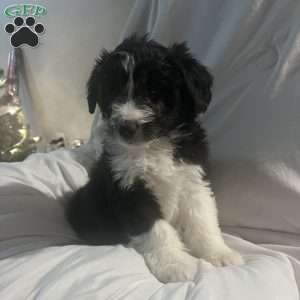 Max, Aussiedoodle Puppy