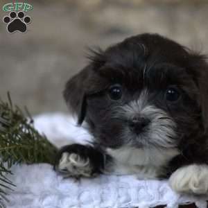 Belle, Toy Poodle Mix Puppy