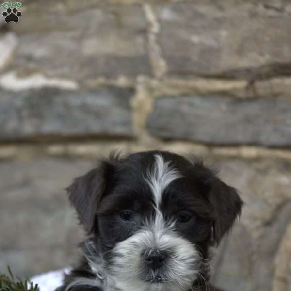 Dasher, Toy Poodle Mix Puppy