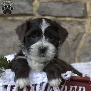 Dasher, Toy Poodle Mix Puppy