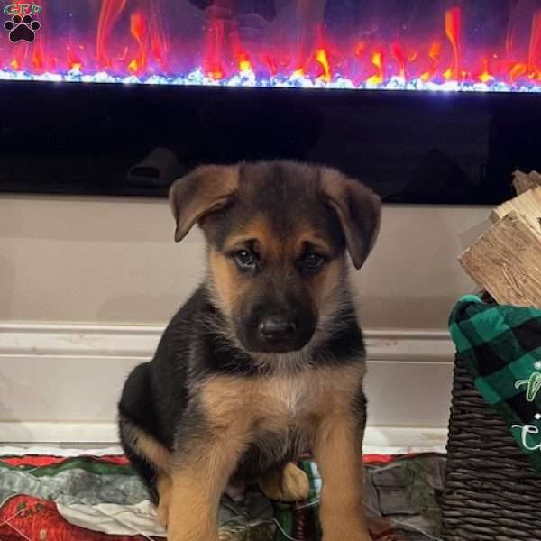 Comet, German Shepherd Puppy