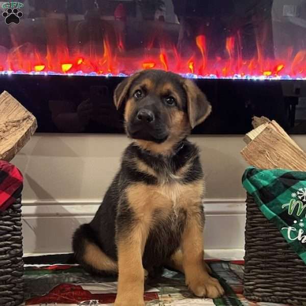 Frosty, German Shepherd Puppy