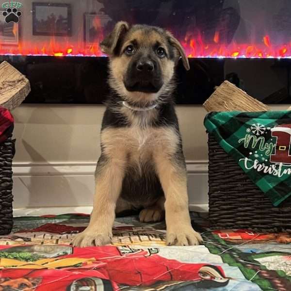 Noel, German Shepherd Puppy