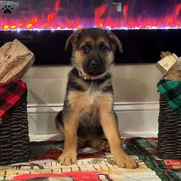 Sugarplum, German Shepherd Puppy