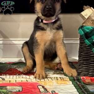 Sugarplum, German Shepherd Puppy