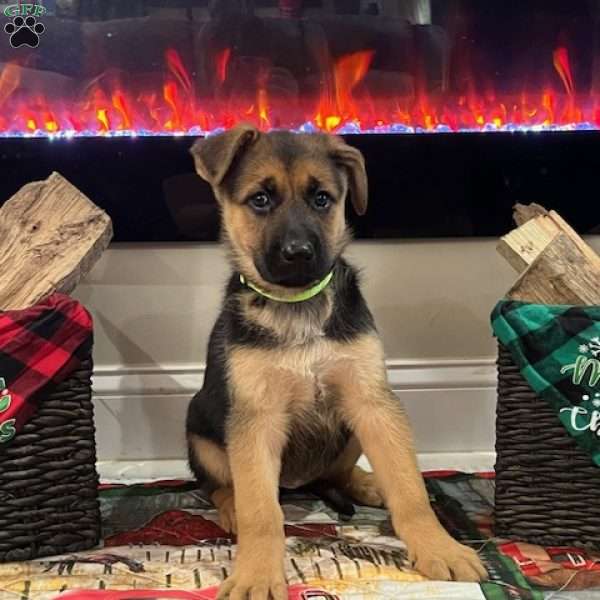 Dancer, German Shepherd Puppy