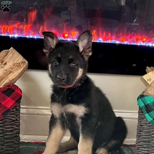 Vixen, German Shepherd Puppy