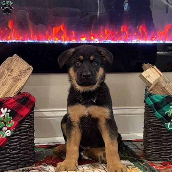 Blitzen, German Shepherd Puppy