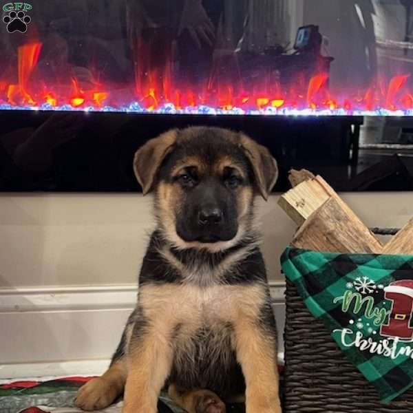 Rudolph, German Shepherd Puppy