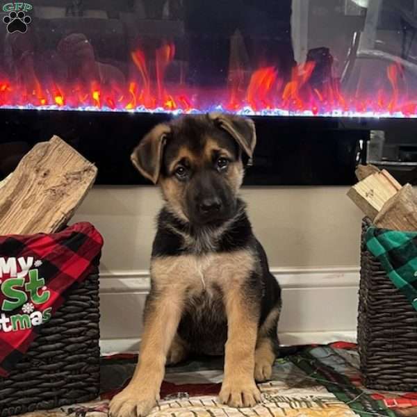 Mistletoe, German Shepherd Puppy