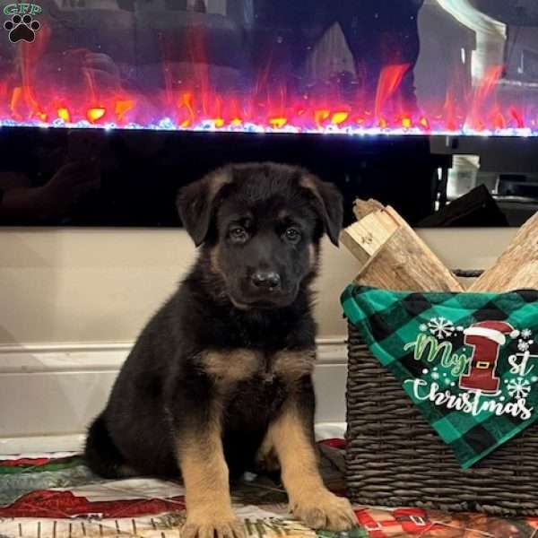 Dasher, German Shepherd Puppy