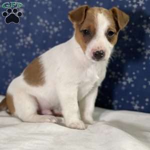 Twix, Jack Russell Terrier Puppy