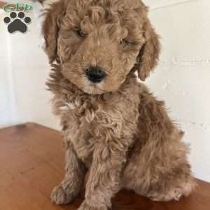 Brody, Goldendoodle Puppy