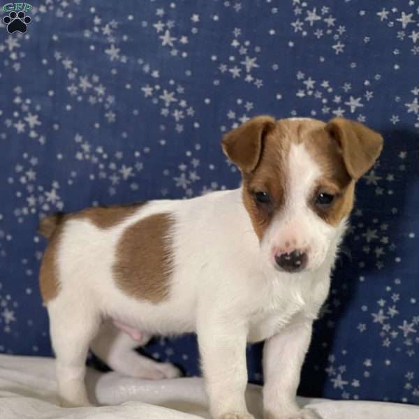 Twix, Jack Russell Terrier Puppy