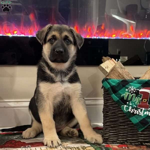 Cupid, German Shepherd Puppy