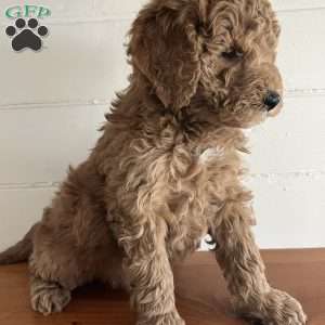 Brody, Goldendoodle Puppy